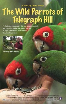 The Wild Parrots of Telegraph Hill The Wild Parrots of Telegraph Hill
